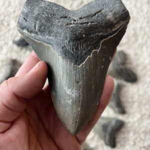 Sharks Teeth and Fossils